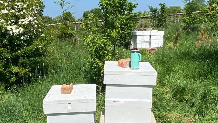 Wiltshire Honey