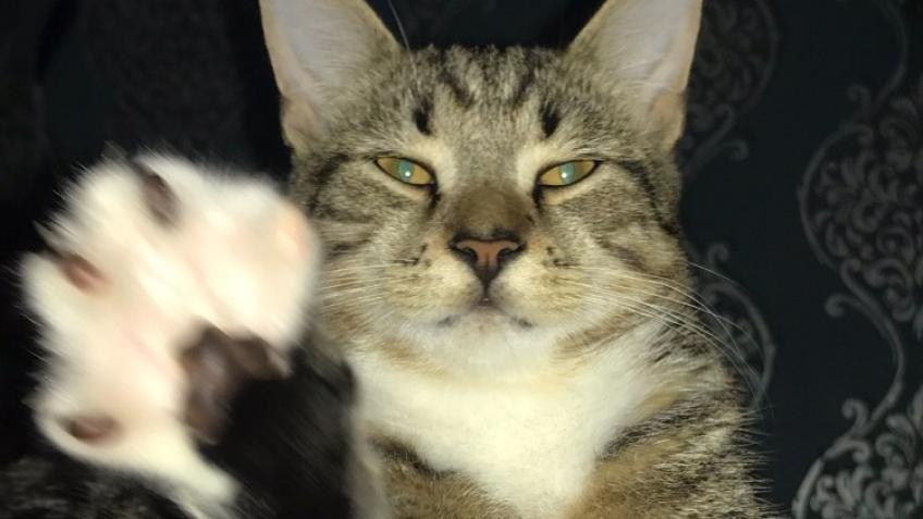 Help Us Cover Vet Bills for Kitsu's Treatment