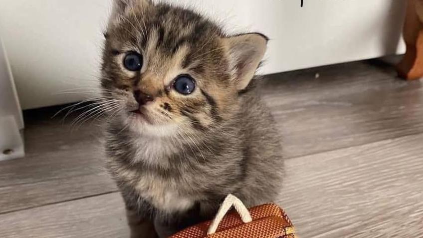 Help fund a new home for PUSSYCAT Lodge Cat Rescue