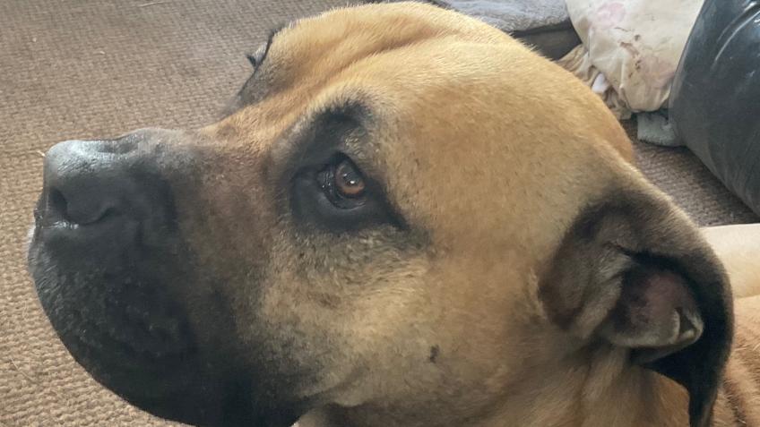 Rolo’s Cruciate Ligament Surgery