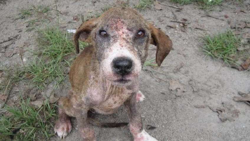 Save Dogs in Pain – Every Pound Helps a Life