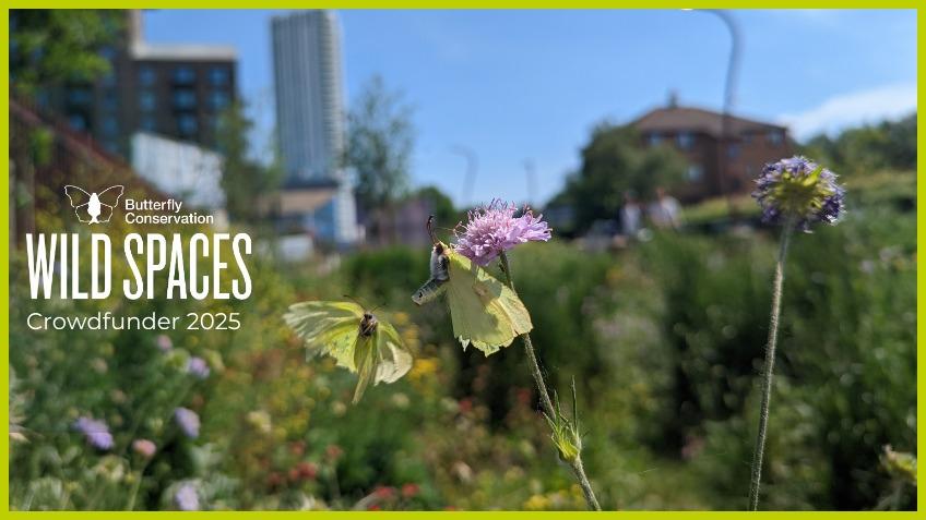 Glasgow Wild Spaces