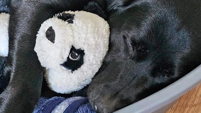 Vet fees for my Labrador