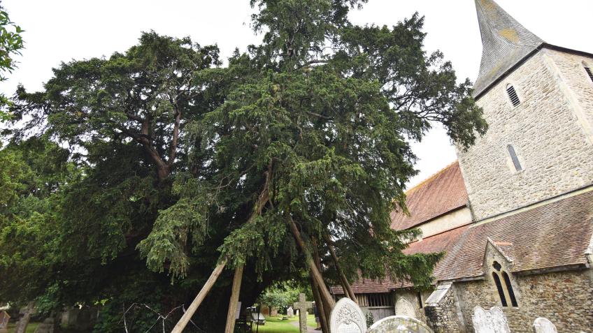 Hayling Ancient Yew Tree