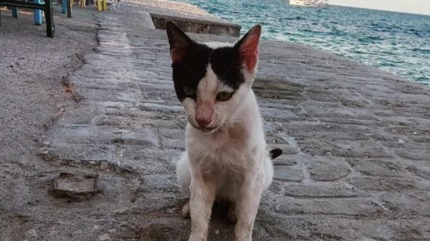 Koroni Cats