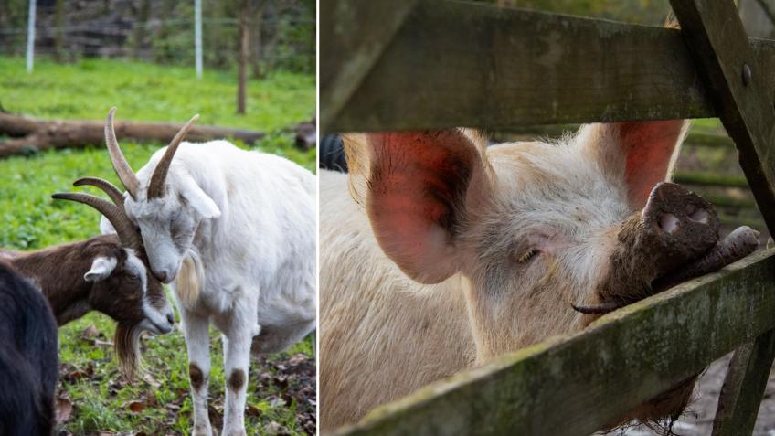 We need your help! 🐷🐑🐰🐔