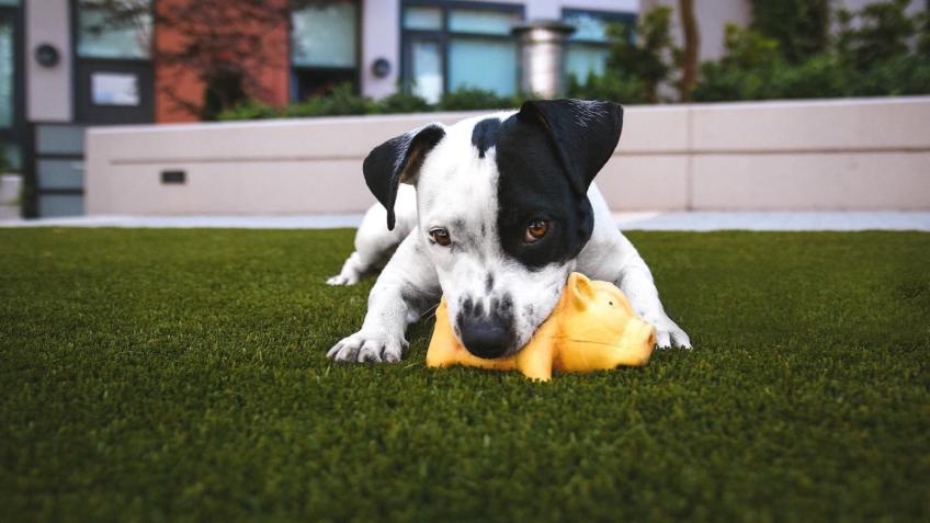 FIGHT FOR BETTER LIVING (Animal Edition)