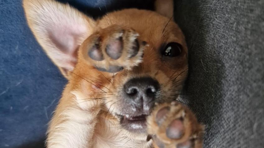 My puppy needs surgery