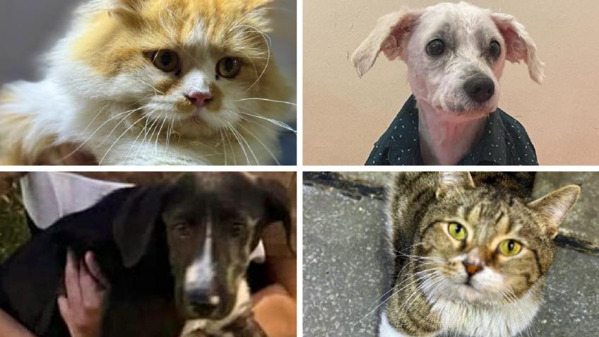 ISARO Street Animal Rescue Operation