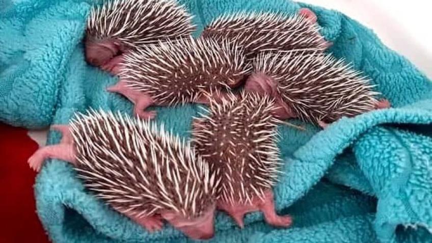 Help us buy an Ultrasound Scanner for Wild Mammals