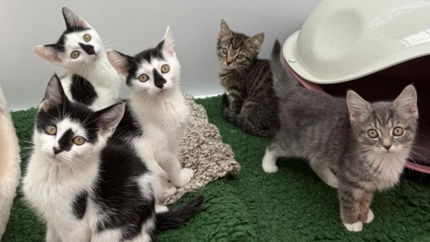 Cat isolation pen facilities