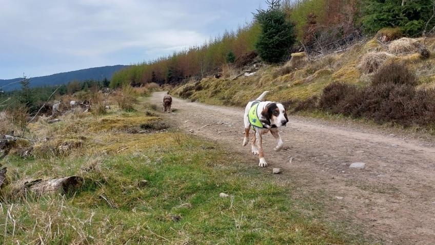 Blind dogs walk Fife Coastal Path