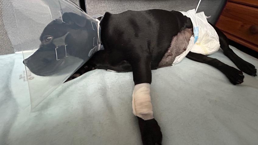 Pyometra Awareness
