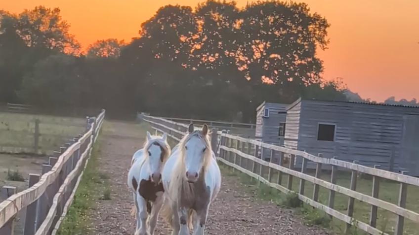 Help pony pursuits return to Shotover Country Park
