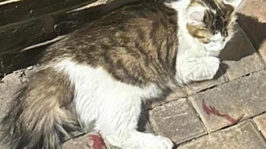 Help Bella recover from her injuries