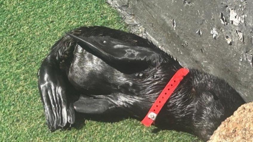 Hout Bay Seal Rescue Fund