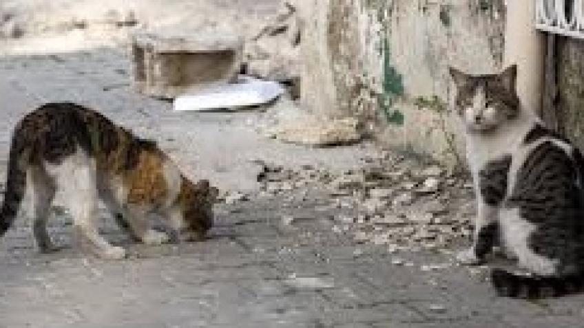 Start donating to help animals in need