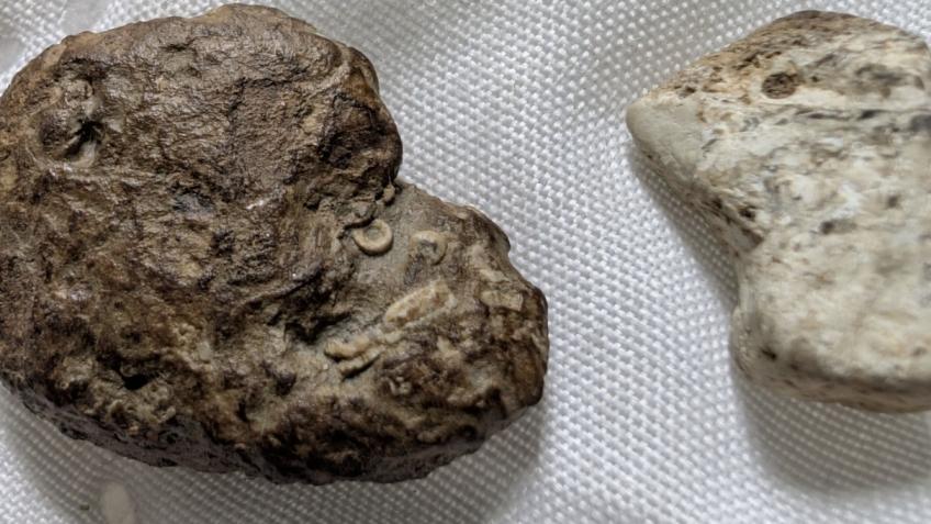 Paleodolia