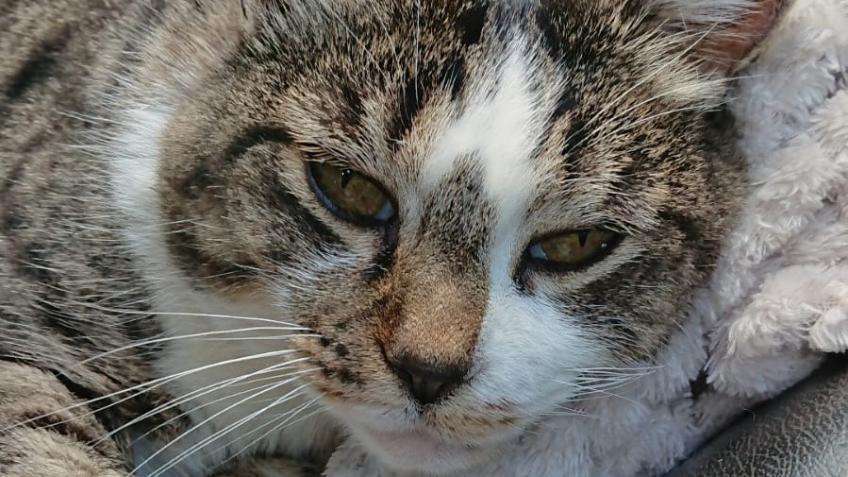 Donations for BobCat