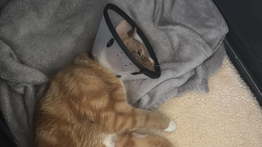 Help cover Digbys emergency fees