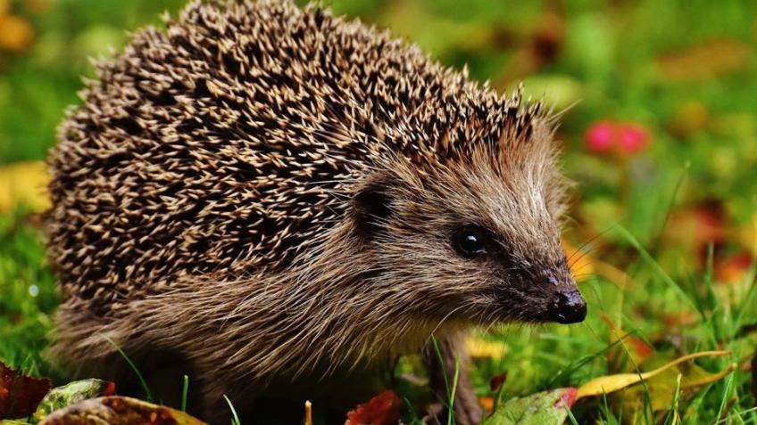 Support Our U.K. Community Nature Reserve