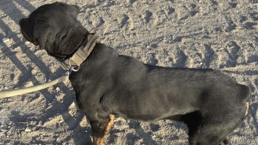 From Stray to Safe: A Second Chance for Dollc