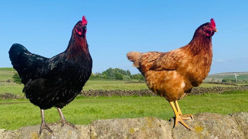 Mary and Myrtle's chicken coop