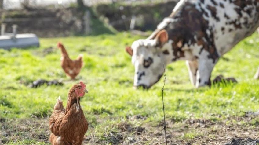 Help Me Start a Sustainable Mini-Farm in the UK