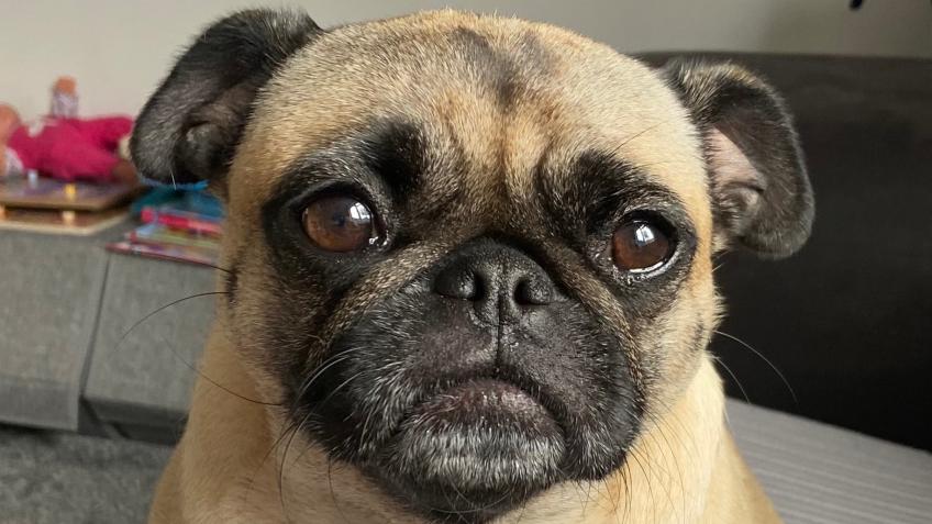 Pls help us get Teenie our pug baby to NZ