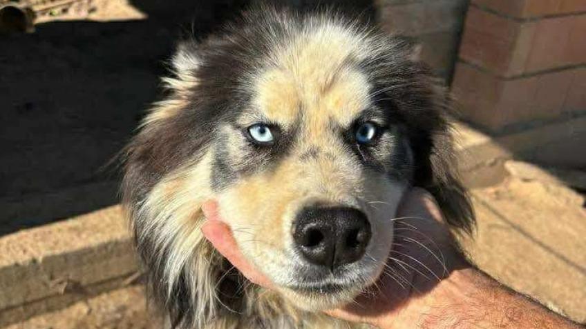 Please help us raise funds towards Bandits surgery