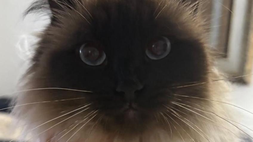 Vet bill for surgery