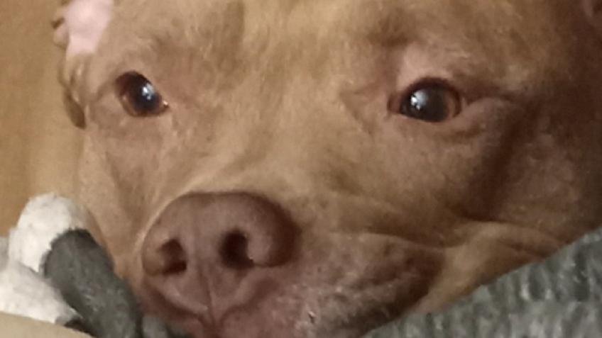 Need Help with taking my Pitbull to the vet
