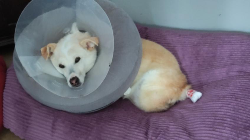 Help me with a vets bill 🙏