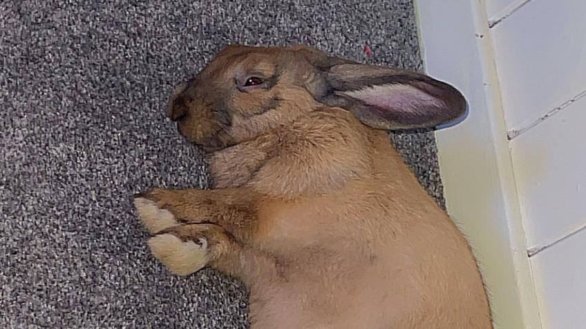 Helping a sick bunny get better.