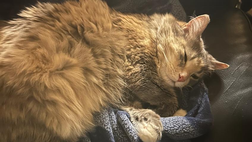 Vet Care