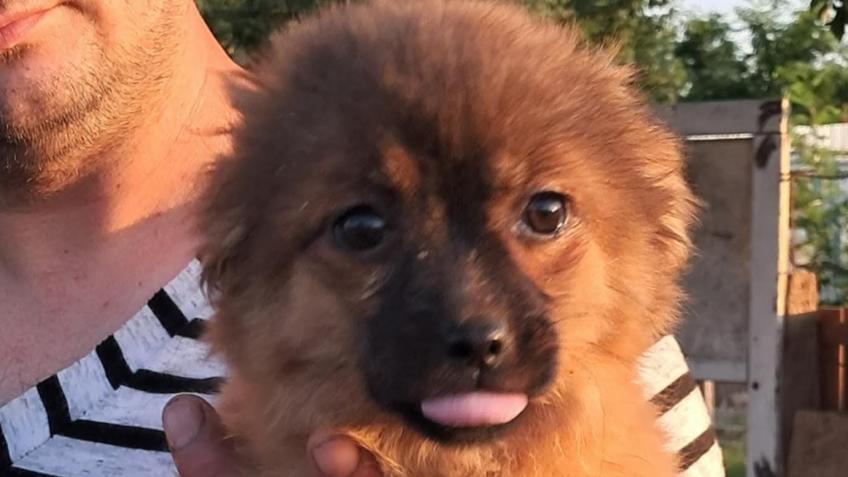 Get this pup to safety