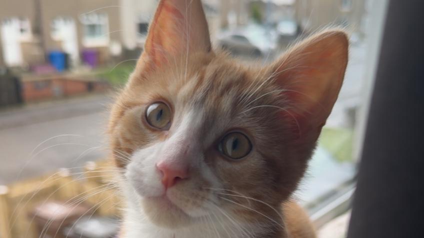Help Fudge have a second chance at life
