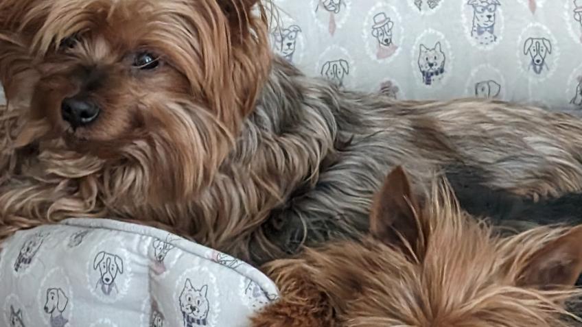 Help Angela And Her ESA Animals Remain Housed