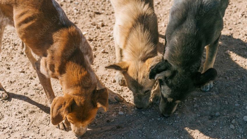 For the living environment of  stray cats and dogs