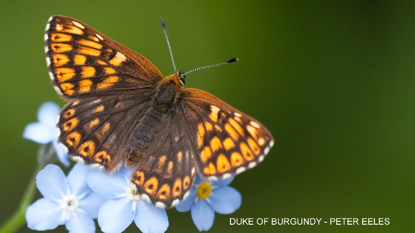 Save the Dukes of the North York Moors