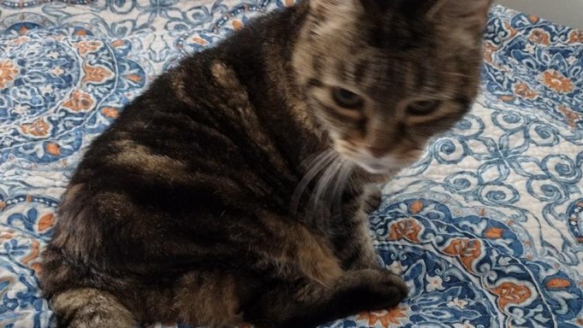 Help Save Our Rescue Cats