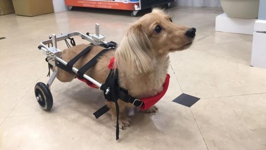 Emergency Vet Visit for Lucky