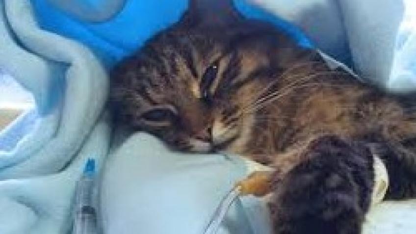 Help Luna Recover from Surgery