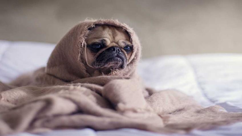 Help Bella Heal – Emergency Vet Visit Needed