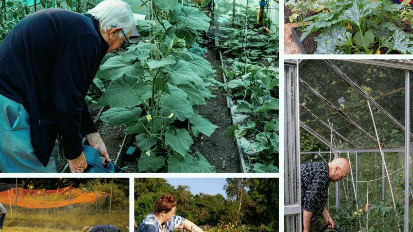 West End Allotments restore to former glory days
