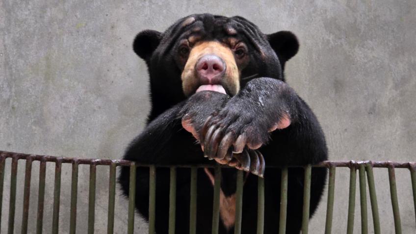 Empowering Captive Wildlife to Heal Themselves