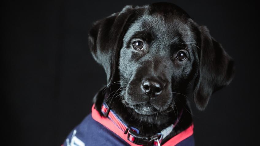 Hounds for Heroes - Life Changing Assistance Dogs