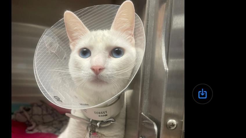 Help Save Nova