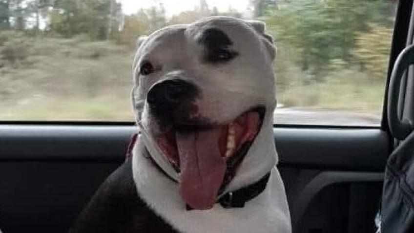 Karma's Vet bills and medication