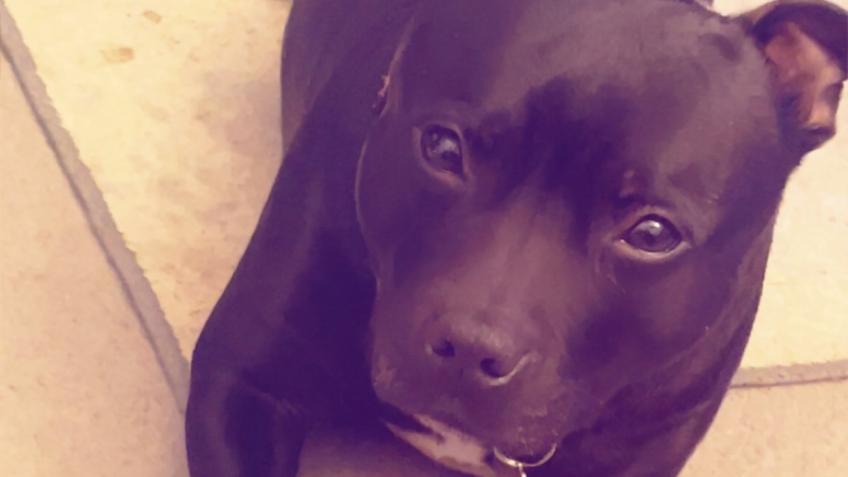 I’m looking to raise funds for my dog Rhea.